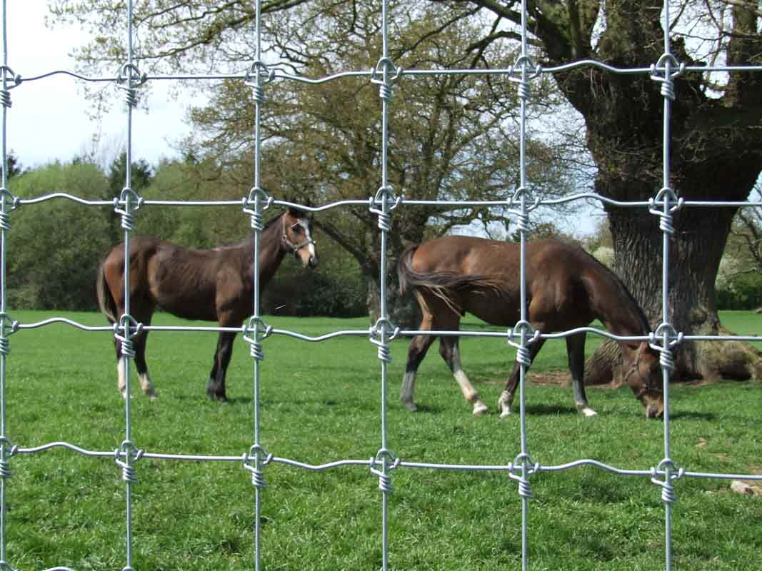 Height Heavy Wire Horse Netting Bull Wire Fence - China Farm Fence Posts,  Hog Wire Fencing