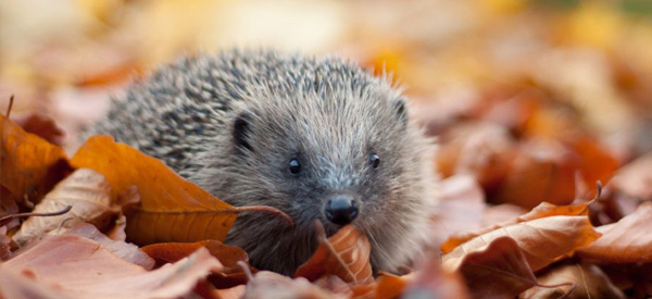 hedgehog - FSF Fencing Supplies Shop