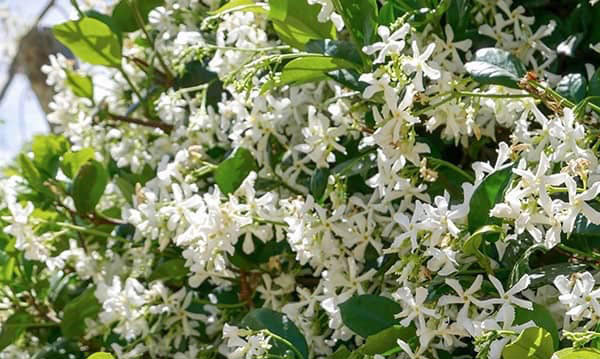 Star-Jasmine - FSF Fencing Supplies Shop