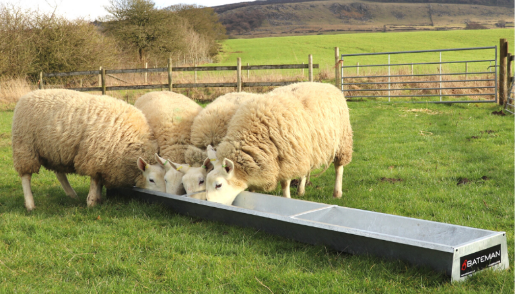 Floor Feeding Sheep Trough