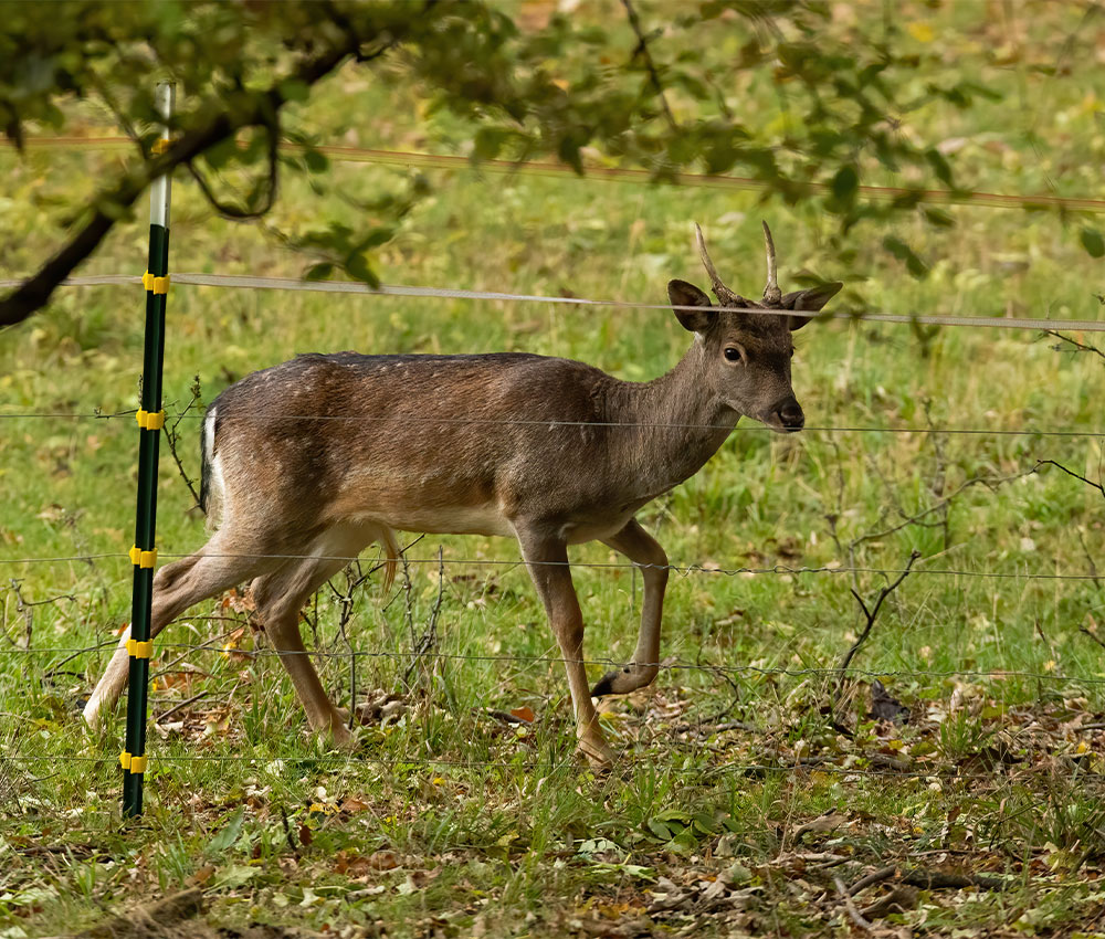 surrey electric fencing installation Electric Fencing Installation in Surrey